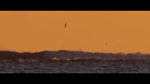 Ocean with David Attenborough tập 1 Vietsub HD - PhimMoiHot Ocean with David Attenborough tập 1 Vietsub HD - PhimMoiHot