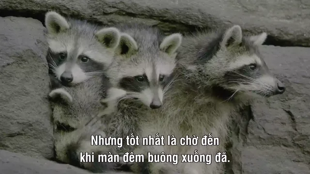 The Americas tập 1 Vietsub HD - PhimMoiHot The Americas tập 1 Vietsub HD - PhimMoiHot