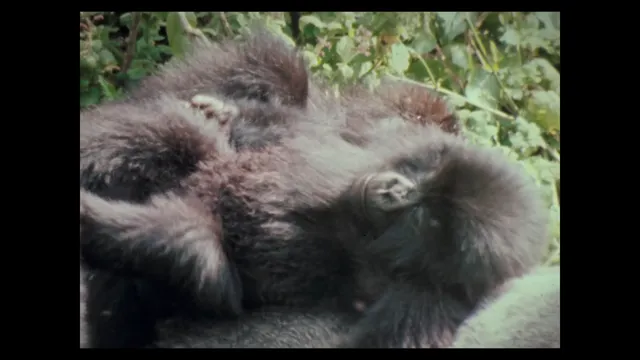 Xem phim Hành Trình Của Khỉ Đột – Qua Giọng Kể David Attenborough Vietsub HD tại PhimMoiHot Xem phim Hành Trình Của Khỉ Đột – Qua Giọng Kể David Attenborough Vietsub HD tại PhimMoiHot