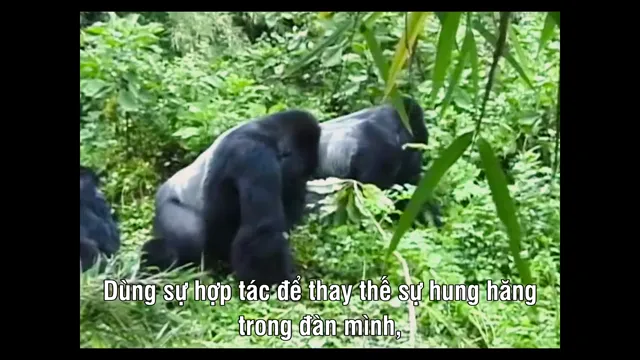 Hình ảnh phim Hành Trình Của Khỉ Đột – Qua Giọng Kể David Attenborough trên PhimMoiHot Hình ảnh phim Hành Trình Của Khỉ Đột – Qua Giọng Kể David Attenborough trên PhimMoiHot