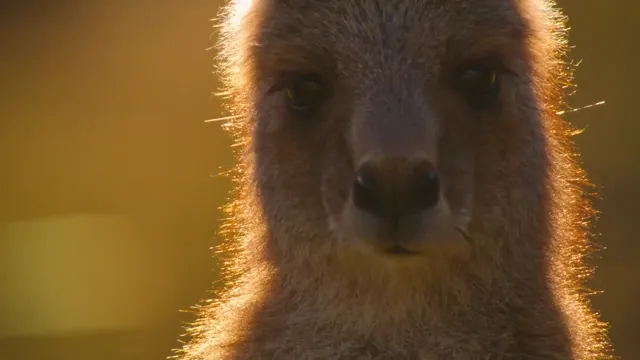 Hình ảnh phim Thung lũng kangaroo trên PhimMoiHot Hình ảnh phim Thung lũng kangaroo trên PhimMoiHot