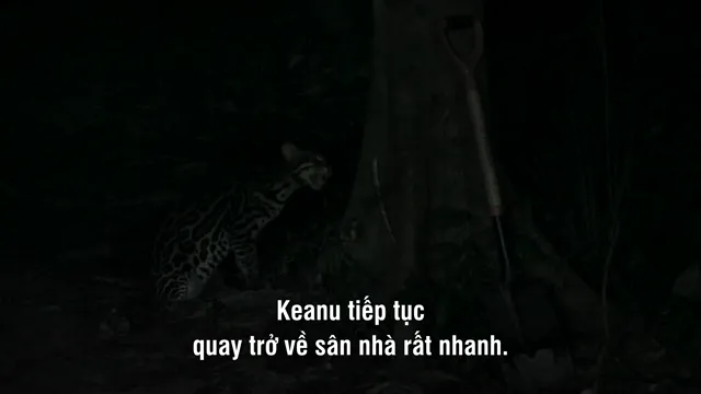 Mèo Hoang tập 1 Vietsub HD - PhimMoiHot Mèo Hoang tập 1 Vietsub HD - PhimMoiHot