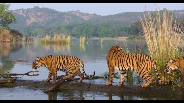 Hình ảnh phim Tiger trên PhimMoiHot Hình ảnh phim Tiger trên PhimMoiHot