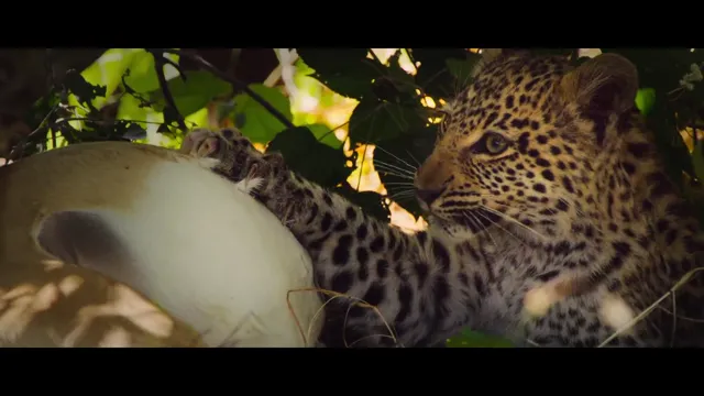 Xem Living with Leopards tập 1 Vietsub tại PhimMoiHot Xem Living with Leopards tập 1 Vietsub tại PhimMoiHot