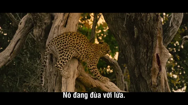 Hình ảnh Living with Leopards tập 1 trên PhimMoiHot Hình ảnh Living with Leopards tập 1 trên PhimMoiHot