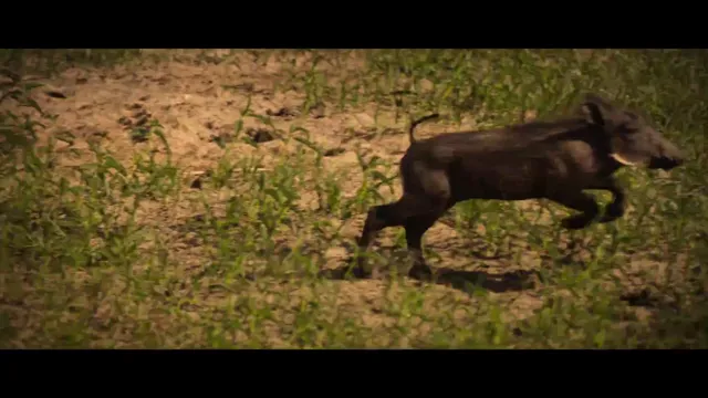 Living with Leopards tập 1 Vietsub HD - PhimMoiHot Living with Leopards tập 1 Vietsub HD - PhimMoiHot