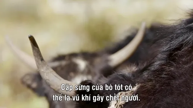 Xem phim Survival Of The Snow Leopard Vietsub HD tại PhimMoiHot Xem phim Survival Of The Snow Leopard Vietsub HD tại PhimMoiHot