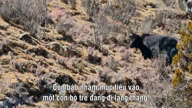 Hình ảnh phim Survival Of The Snow Leopard trên PhimMoiHot Hình ảnh phim Survival Of The Snow Leopard trên PhimMoiHot