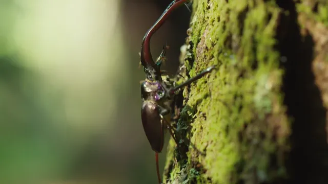 Xem The Wild Andes tập 1 Vietsub tại PhimMoiHot Xem The Wild Andes tập 1 Vietsub tại PhimMoiHot