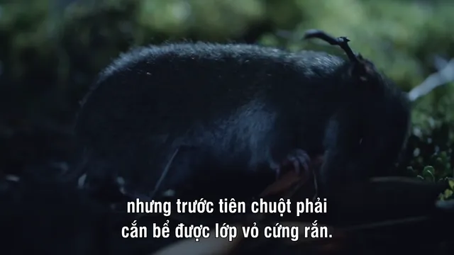 Hình ảnh The Wild Andes tập 1 trên PhimMoiHot Hình ảnh The Wild Andes tập 1 trên PhimMoiHot